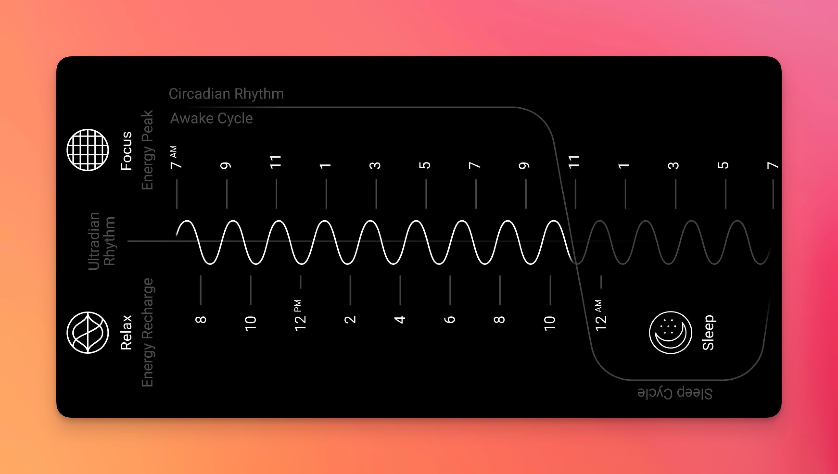 Ultradian Rhythm and Circadian Rhythm (2)